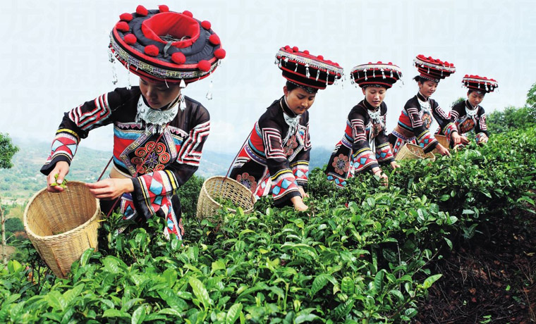 云南省大力推動云茶產業(yè)向綠色有機化發(fā)展