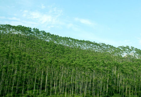 黑龍江積極推進林業(yè)碳匯交易，拓展市場機制補償模式——空氣“變現(xiàn)” 林海生金