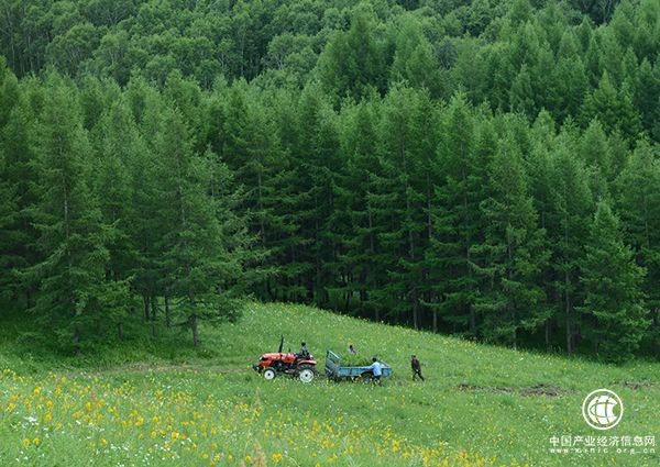 塞罕壩生態(tài)建設(shè)啟示錄：三代人55年，從一棵樹到一片“海”