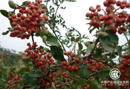 陜西韓城被授予“中國(guó)花椒之都”稱號(hào)