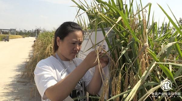 袁隆平海水稻今日測產 未來將在中國2.8億畝鹽堿地推廣