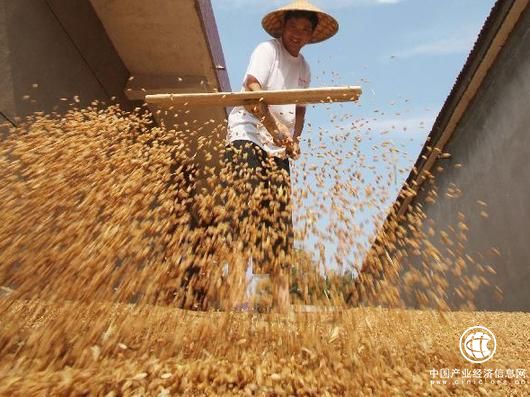 國(guó)家發(fā)改委12年首次下調(diào)小麥最低收購(gòu)價(jià)格