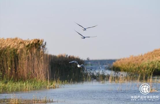 內(nèi)蒙古推進“一湖兩海”生態(tài)治理成效顯著