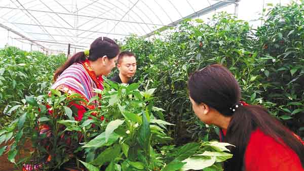 3月下旬以來江蘇各地“菜籃子”生產(chǎn)供應充足 近七成鮮菜價格以降為主