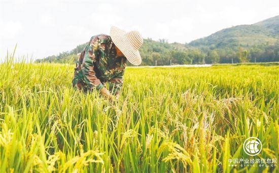 海南南繁：走向世界的中國(guó)“種業(yè)硅谷”