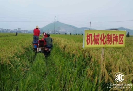 機(jī)械化制種時(shí)代將來臨，雜交水稻技術(shù)取得新進(jìn)展