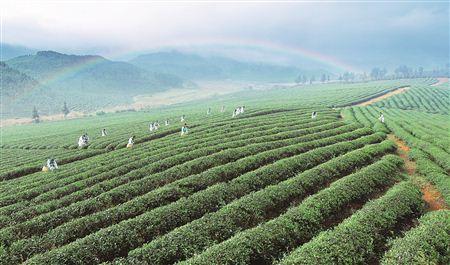 湖北首次為茶產(chǎn)業(yè)立法 新規(guī)將于5月1日起施行