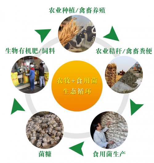 西華縣將建國內(nèi)首所食用菌職業(yè)技能培訓學校