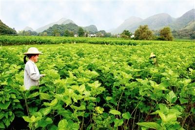 八桂大地續(xù)說蠶桑新故事——廣西蠶桑產業(yè)“十三五”發(fā)展成就側記