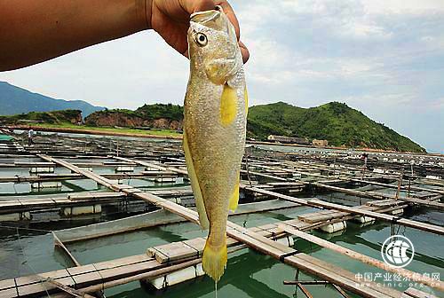 福建省寧德市蕉城區(qū)獲“中國大黃魚之鄉(xiāng)”稱號