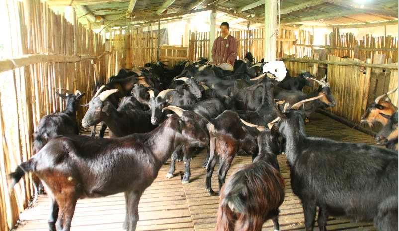 農(nóng)林牧漁板塊逆市上漲 禽畜產(chǎn)業(yè)鏈保持高景氣度