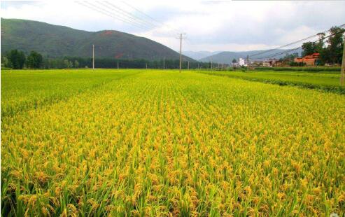 河南計(jì)劃建設(shè)100個(gè)國(guó)家和省農(nóng)業(yè)科技創(chuàng)新平臺(tái)