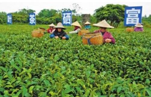 廣西早稻喜獲豐收 全年糧食播種面積任務(wù)超額完成