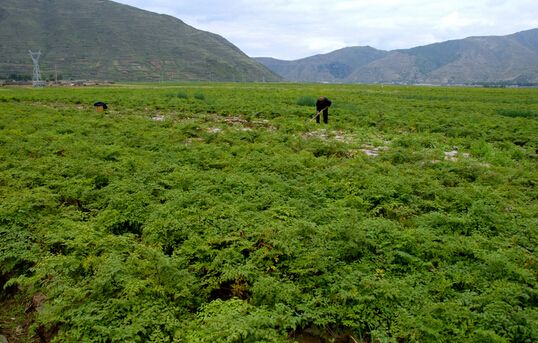 河北省六措并舉為產(chǎn)業(yè)扶貧注入新動(dòng)能