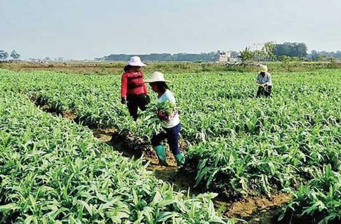 近期蔬菜價格上漲，到底咋回事？專家：9月上旬或回歸預(yù)期