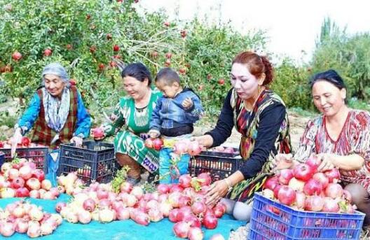 中國電商扶貧聯(lián)盟將為貧困地區(qū)農產品搭建產銷對接橋梁