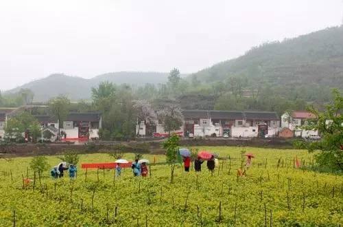 《河南省旅游條例》4月1日起施行 重點(diǎn)培育鄉(xiāng)村旅游、民宿旅游