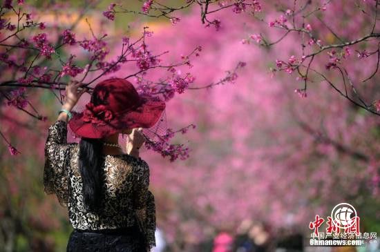 多個旅游景區(qū)打“花牌”招攬游客 出境賞櫻價看漲