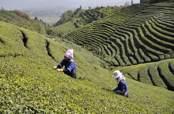 茶葉已成為貴州第一大出口農(nóng)產(chǎn)品