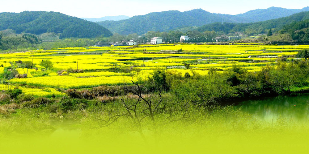 河南省農(nóng)信社全力“貸”動鄉(xiāng)村振興 半年投放貸款近千億元