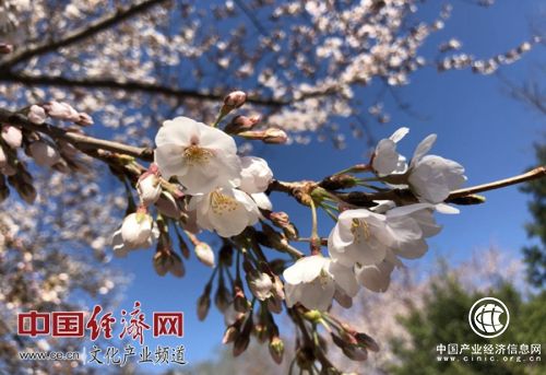 王慧敏：大力推進花文化創(chuàng)意產(chǎn)業(yè) 