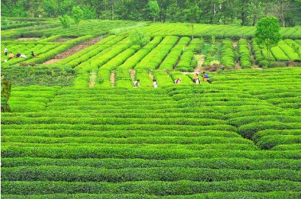 甘肅隴南：茶葉成脫貧致富的重要產(chǎn)業(yè)