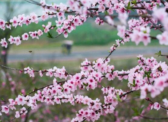 賞花經(jīng)濟(jì)要走得遠(yuǎn)，就得有點(diǎn)新花樣