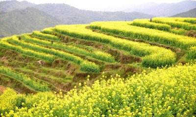 魯山“花經(jīng)濟(jì)”催熱鄉(xiāng)村旅游