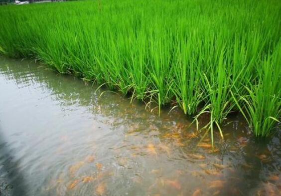 江蘇省響水縣創(chuàng)新“稻田綜合種養(yǎng)”生態(tài)模式助農(nóng)增收