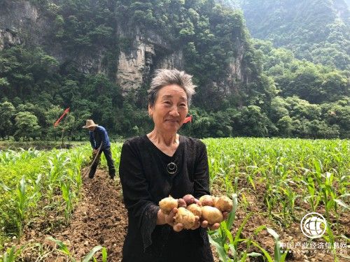 電商平臺聯(lián)動農(nóng)戶，打造蘇寧特色扶貧模式