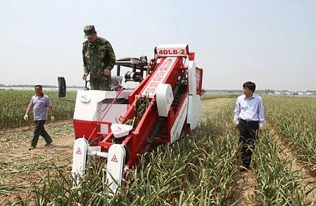 山東金鄉(xiāng)：收蒜機(jī)械化作業(yè) 效率是人工的60多倍