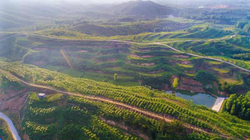 河南南召：中藥材種植成為山區(qū)群眾“致富寶”