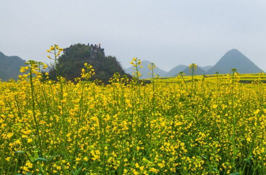 我國夏收油料作物喜獲豐收，單產(chǎn)有望創(chuàng)歷史新高