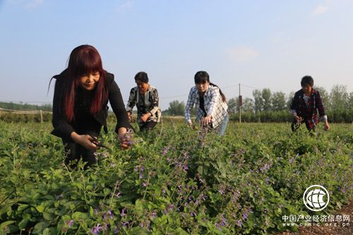 河南省南召縣產業(yè)扶貧鼓起貧困群眾“腰包”