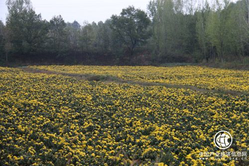 河南省南召縣石門鄉(xiāng)：“小菊花”成了致富“黃金花”