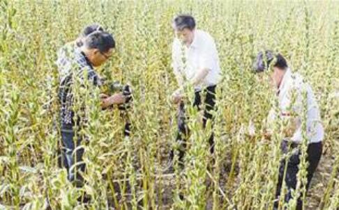 河南平輿憑啥是“中國(guó)白芝麻第一縣”