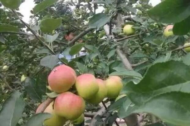 全省水果種植面積、年產(chǎn)量均躋身全國前十 河南果蔬產(chǎn)業(yè)版圖如何擴張？