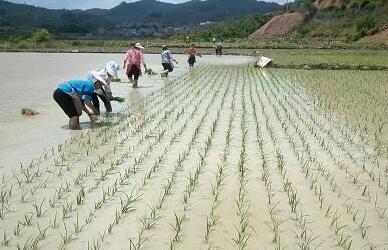 把飯碗端牢 “三小”變“三大”——來自水稻大省湖南的春耕一線觀察