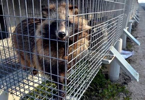 四部門表態(tài)：野生動物最嚴厲管控正落地 禁食范圍將明確