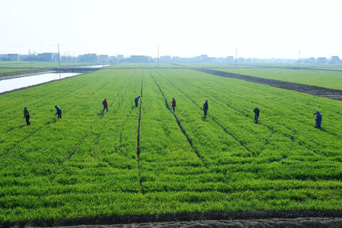 江蘇全力推進農(nóng)田建設(shè)項目有序復(fù)工