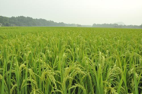 三大糧食作物完全成本保險和種植收入保險覆蓋全國所有產(chǎn)糧大縣