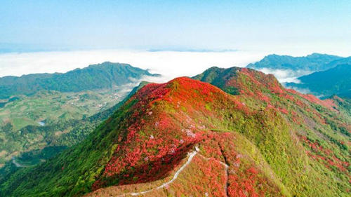 飛艇漫游 登山賞花！今年“五一”，別錯(cuò)過(guò)“丹寨高山花海”