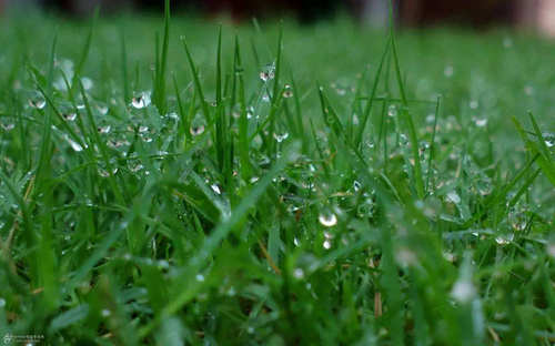 你愛(ài)聞的雨后泥土味 其實(shí)是細(xì)菌的“誘餌”