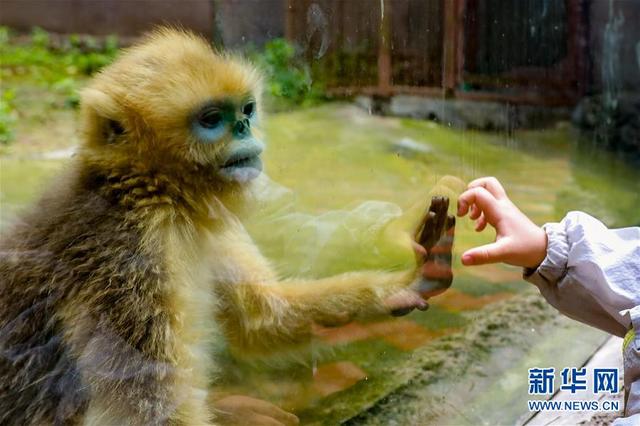 貴陽(yáng)動(dòng)物園有序開放