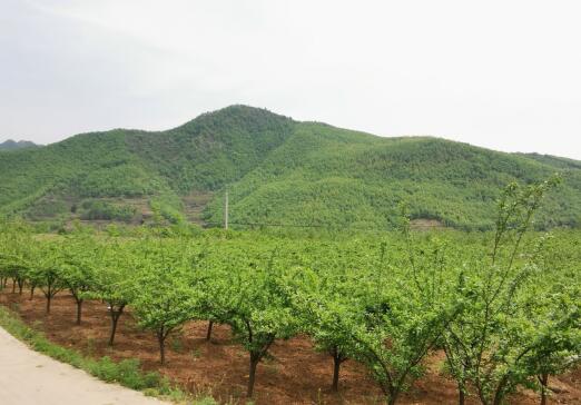 河南南召馬市坪鄉(xiāng)：青山映紅梅，脫貧奔小康