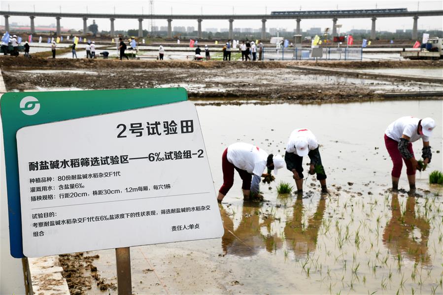 中國海水稻“拓荒”助力全球糧食供應(yīng)安全