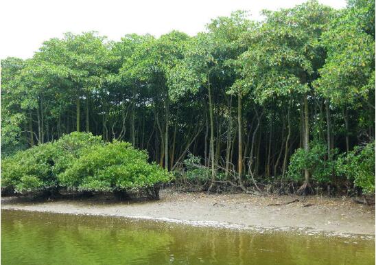 廣東去年營造紅樹林1211.69公頃 探索多種生態(tài)價值變現(xiàn)機制