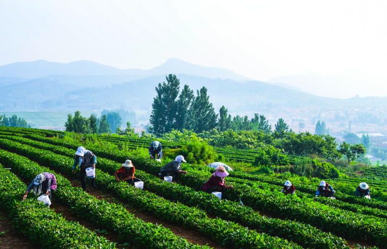 莒南村民忙采麥黃茶