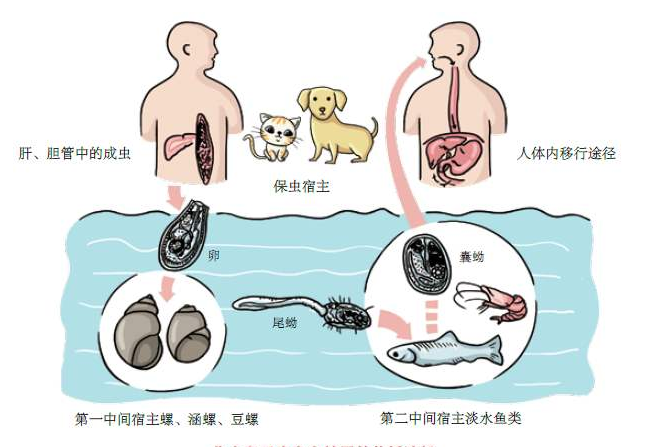 肝吸蟲病傳播機(jī)制闡明