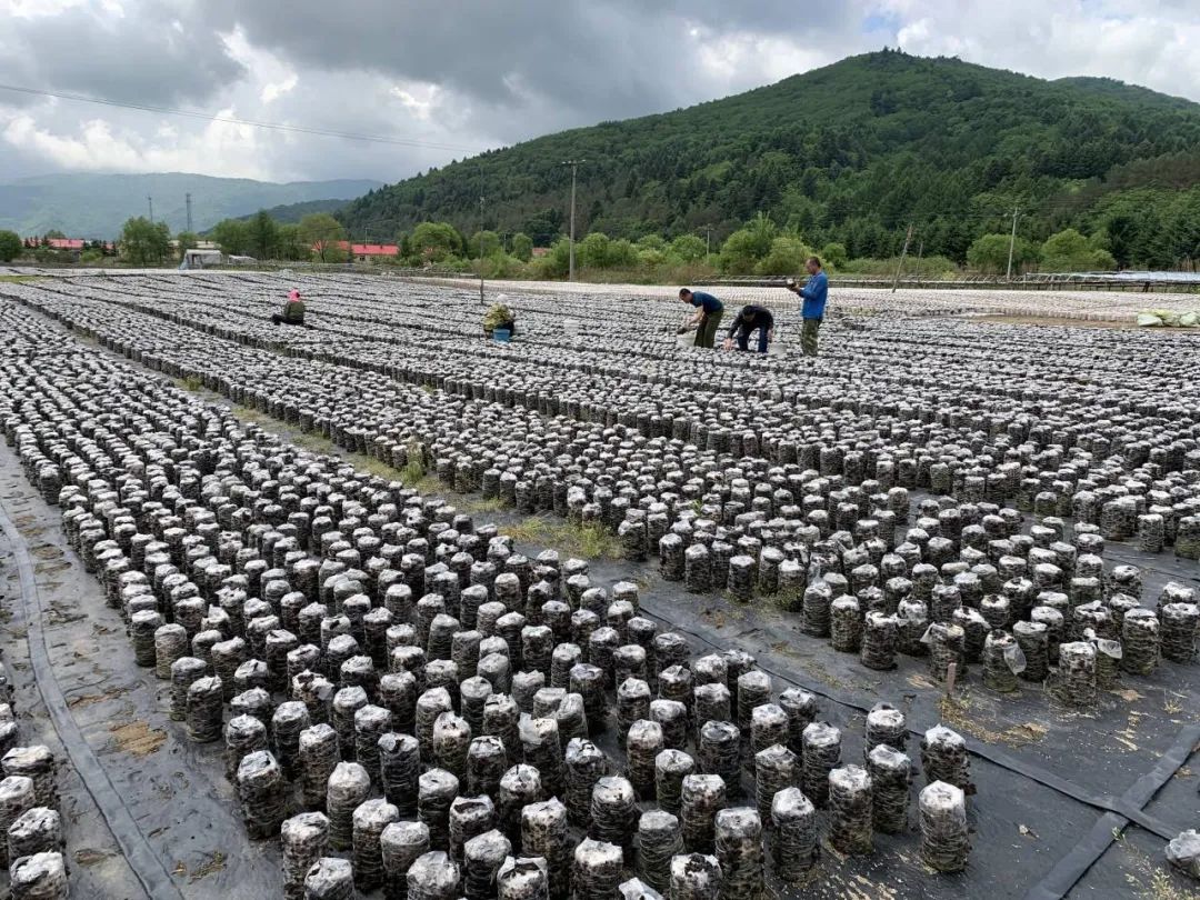 葦河：種植木耳和平貝職工捧上金飯碗